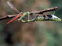 Mantis religiosa 21, Bidsprinkhaan, Saxifraga-Jan van der Straaten