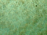 Dinoflagellata