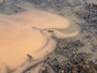 Noctiluca scintillans 4, Zeevonk, Saxifraga-Foto Fitis-Sytske Dijksen