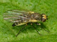 Agromyzidae sp 2, Saxifraga-Ab H Baas