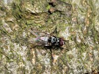 Anthomyia procellaris 8, Saxifraga-Ben Delbaere