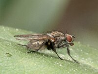 Anthomyiidae sp 17, Saxifraga-Ab H Baas