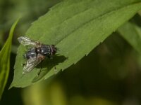 Blepharipa pratensis