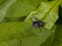 Calliphora vicina 8, Roodwangbromvlieg, Saxifraga-Jan van der Straaten