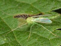 Chironomidae sp 9, Saxifraga-Ab H Baas