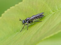 Choerades marginata 3, Eikenstamjager, Saxifraga-Bart Heijne : 2025, Asilidae, Choerades marginata, Diptera, Engbertsdijksvenen, eikenstamjager, insect, juni, roofvliegen, zomer