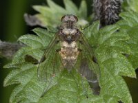 Chrysopilus cristatus