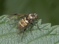 Chrysopilus cristatus 01 #02395 : Chrysopilus cristatus, Snipe Fly, Snipvlieg, female