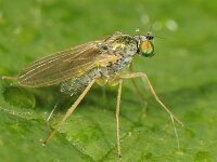 Chrysotimus molliculus