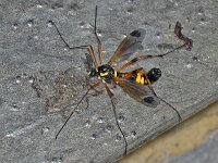 Ctenophora ornata 2, Gele kamlangpootmug, Saxifraga-Ab H Baas