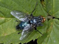 Cynomya mortuorum