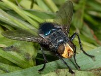 Cynomya mortuorum 4, Lijkenvlieg, Saxifraga-Ab H Baas