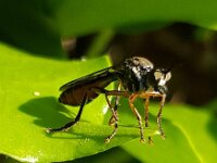 Dioctria hyalipennis 8, Gewone bladjager, Saxifraga-Ben Delbaere