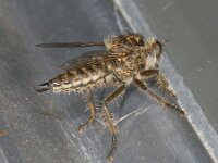 Dysmachus trigonus