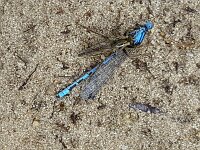 Fan-bristled robberfly (Dysmachus trigonus) with Common blue damselfly (Enallagma cyathigerum) as prey  Fan-bristled robberfly (Dysmachus trigonus) with Common blue damselfly (Enallagma cyathigerum) as prey