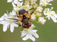 Ectophasia crassipennis