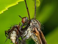 Empis tessellata 7, Grote dansvlieg, Saxifraga-Ab H. Baas