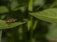 Episyrphus balteatus 46, Snorzweefvlieg, Saxifraga-Jan van der Straaten