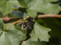 Eristalis intricaria 14, Hommelbijvlieg, Saxifraga-Jan van der Straaten