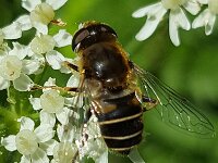 Eristalis nemorum 14, Puntbijvlieg, Saxifraga-Ben Delbaere