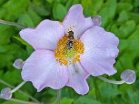 Eristalis nemorum 29, Puntbijvlieg, Saxifraga-Ab H Baas