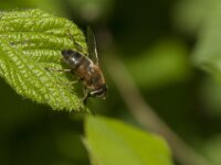 Eristalis pertinax 35, Kegelbijvlieg, Saxifraga-Jan van der Straaten
