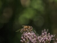 Eristalis pertinax 36, Kegelbijvlieg, Saxifraga-Jan van der Straaten