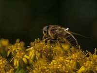 Eristalis pertinax 38, Kegelbijvlieg, Saxifraga-Jan van der Straaten