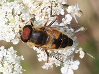 Eristalis pertinax 42, Kegelbijvlieg, Saxifraga-Sytske Dijksen