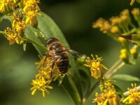 Eristalis tenax 100, Blinde bij, Saxifraga-Jan van der Straaten