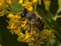 Eristalis tenax 102, Blinde bij, Saxifraga-Jan van der Straaten