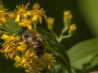 Eristalis tenax 103, Blinde bij, Saxifraga-Jan van der Straaten