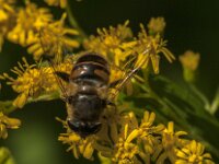Eristalis tenax 104, Blinde bij, Saxifraga-Jan van der Straaten