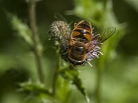 Eristalis tenax 105, Blinde bij, Saxifraga-Jan van der Straaten