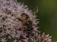 Eristalis tenax 106, Blinde bij, Saxifraga-Jan van der Straaten