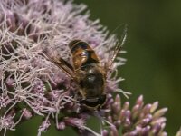 Eristalis tenax 107, Blinde bij, Saxifraga-Jan van der Straaten