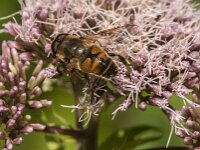 Eristalis tenax 110, Blinde bij, Saxifraga-Jan van der Straaten