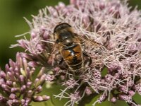 Eristalis tenax 111, Blinde bij, Saxifraga-Jan van der Straaten