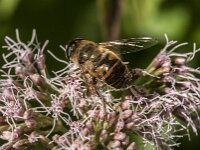 Eristalis tenax 112, Blinde bij, Saxifraga-Jan van der Straaten