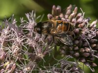 Eristalis tenax 113, Blinde bij, Saxifraga-Jan van der Straaten