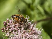 Eristalis tenax 114, Blinde bij, Saxifraga-Jan van der Straaten