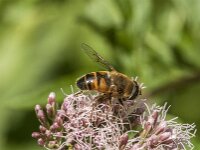 Eristalis tenax 115, Blinde bij, Saxifraga-Jan van der Straaten
