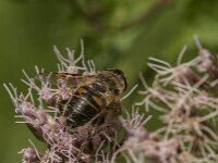 Eristalis tenax 117, Blinde bij, Saxifraga-Jan van der Straaten