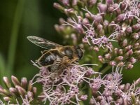 Eristalis tenax 118, Blinde bij, Saxifraga-Jan van der Straaten
