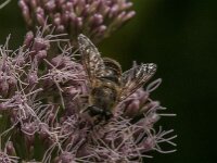 Eristalis tenax 119, Blinde bij, Saxifraga-Jan van der Straaten