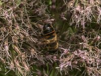 Eristalis tenax 120, Blinde bij, Saxifraga-Jan van der Straaten