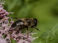 Eristalis tenax 121, Blinde bij, Saxifraga-Jan van der Straaten