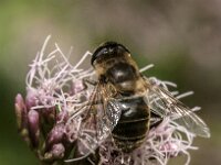 Eristalis tenax 122, Blinde bij, Saxifraga-Jan van der Straaten