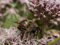 Eristalis tenax 123, Blinde bij, Saxifraga-Jan van der Straaten