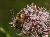 Eristalis tenax 124, Blinde bij, Saxifraga-Jan van der Straaten
